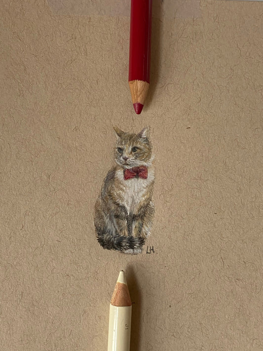 Gentlecat | A Dapper Cat in Gyeongju, South Korea