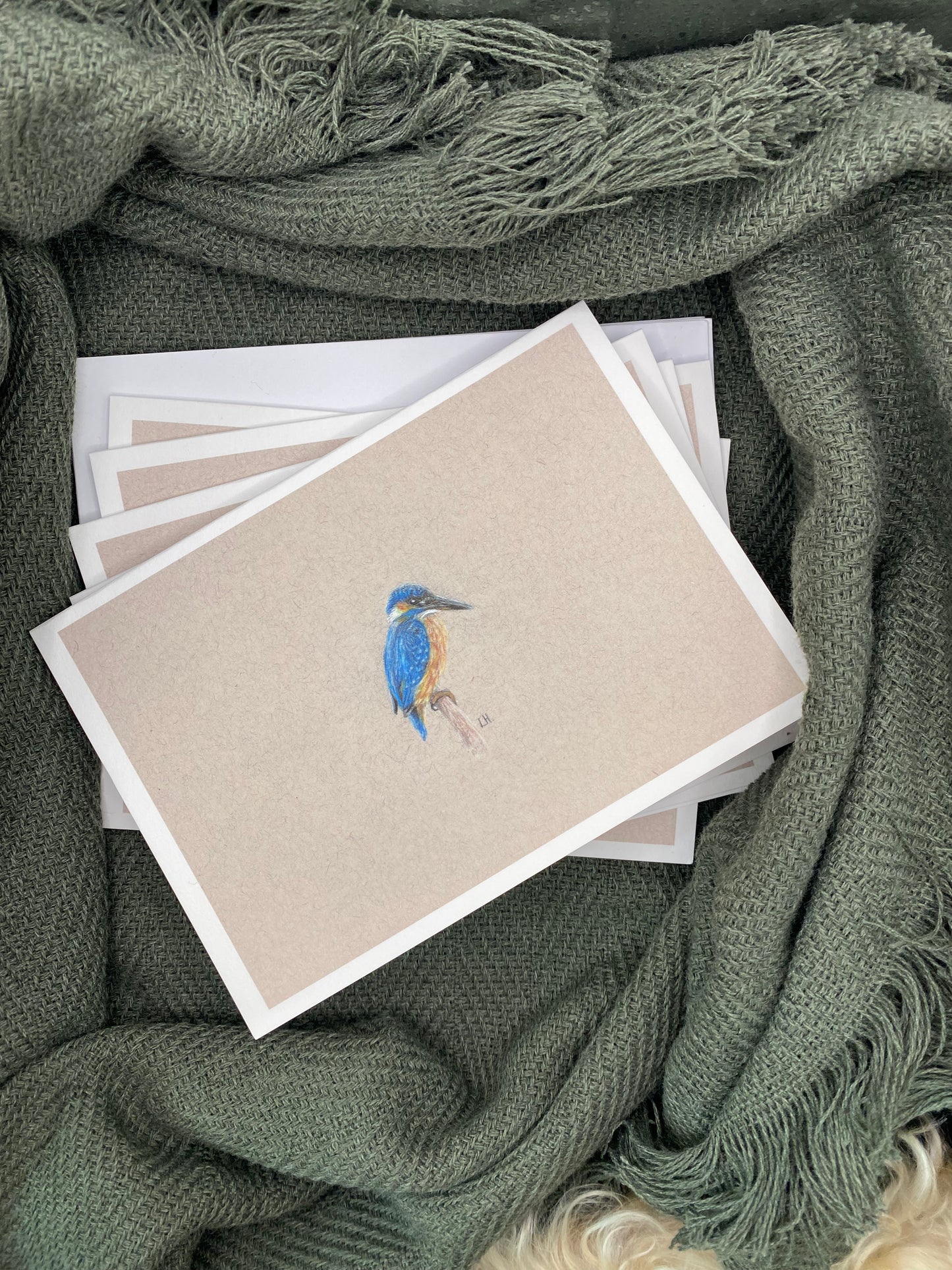 CLEARANCE | Hand-drawn Otter | Pack of 5 Greetings Cards